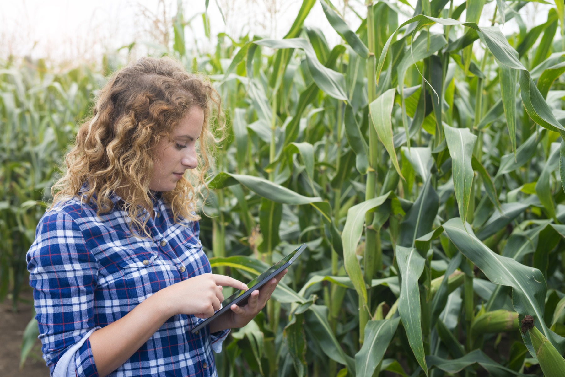 Product developer entering trial data on a tablet in the field
