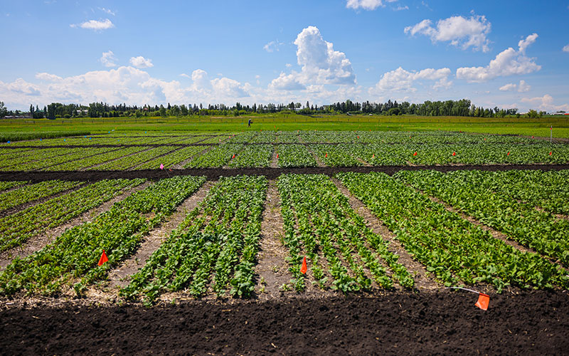 Seed trial plots in the field