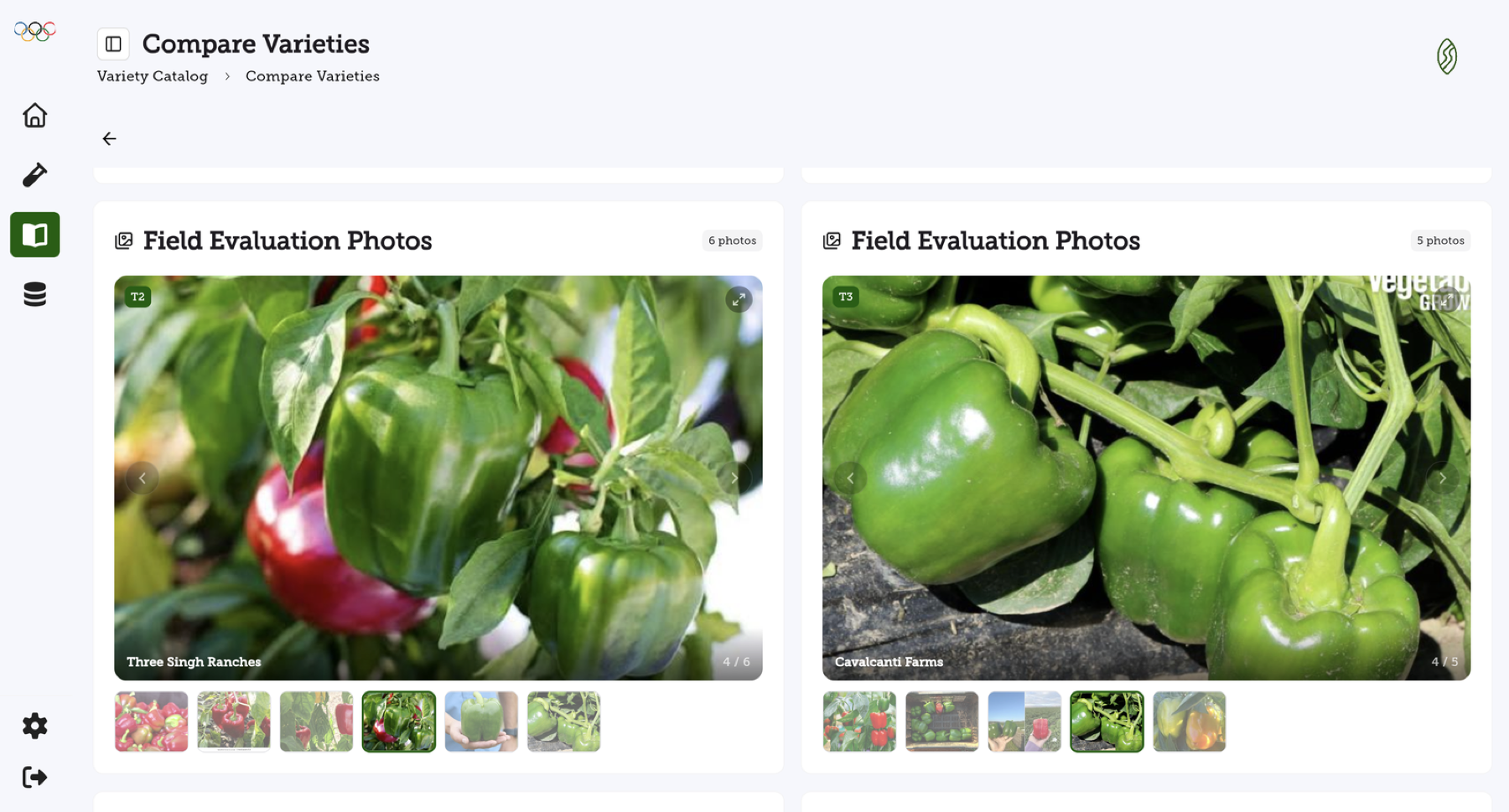 Field evaluation photos of two pepper varieties shown side by side